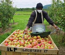 Image result for Apple Farmer