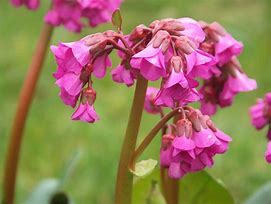 Image result for Bergenia Ouverture