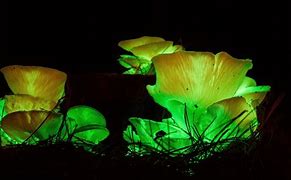 Image result for Green Glowing Mushrooms
