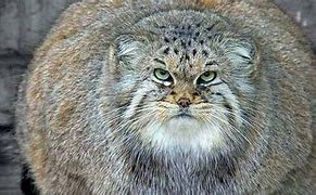 Image result for Fat Cat in the World