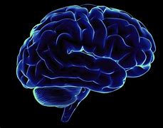 Image result for cerebro