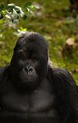 Image result for Gorillas Playing