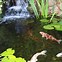 Image result for Koi Fish Pond Ideas