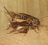 Image result for Male House Cricket