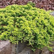 Image result for Juniperus hor. Golden Carpet