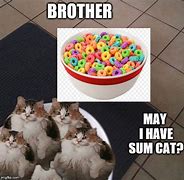 Image result for Brother Cat Meme