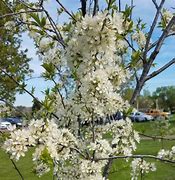 Image result for Prunus domestica Mirabelle De Nancy