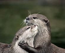 Image result for Otters Sleeping Holding Hands