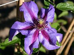 Image result for Clematis Mrs N. Thompson