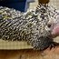 Image result for Porcupine Animal Tail