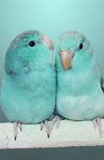 Image result for Cyan Animals