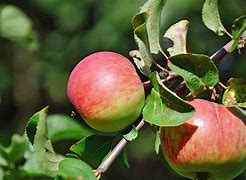 Image result for Red Apple Tree Types