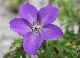 Image result for Geranium clarkei Kashmir Purple