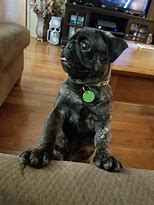 Image result for Pugs Four Months