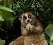 Image result for Slow Loris