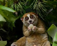 Image result for Pygmy Loris