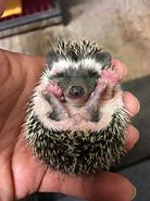 Image result for Ferret Baby Hedgehog