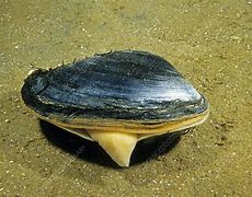 Image result for Surf Clam