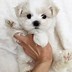 Image result for Pets at Home Dogs for Sale