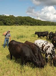 Image result for Ranger Cattle Austin Texas