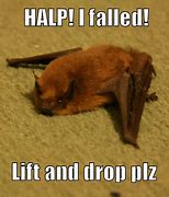 Image result for Funny Bat Drawings