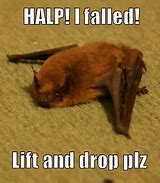 Image result for Funny Bat Sayings
