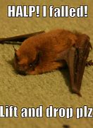Image result for Funny Bats