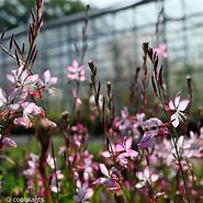 Image result for Gaura lindheimeri Rosy Jane