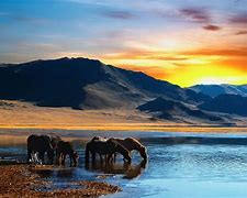 Image result for Wild Horses Running Mountains