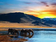 Image result for Wild Horses Running Mountains