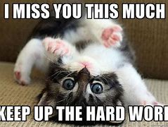Image result for Thinking of You Animal Memes