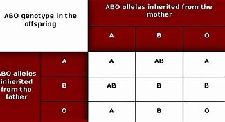 Image result for Haemoglobin Inheritance Table