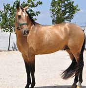 Image result for Lusitano Horse Colors