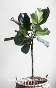 Image result for Indoor Plant Identification
