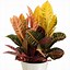Image result for Common House plants