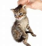 Image result for Animal Holding iPhone