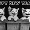 Image result for Cat Wishing Happy New Year