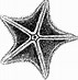 Image result for Sea Star Drawing