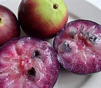 Image result for Star Apple Fruit Image