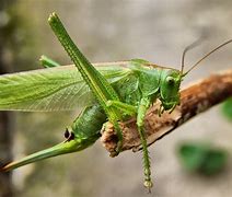 Image result for Jumping Crickets