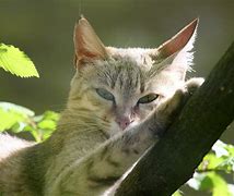Image result for World's Smallest Wild Cat