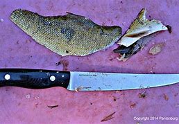 Image result for Best Fillet Knife for Catfish