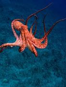 Image result for Octopus Drawing Art
