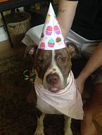 Image result for Party Pit Bulls