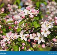 Image result for Pink Apple Blossoms