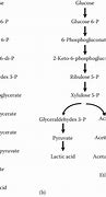 Image result for Lactic Acid Pathway