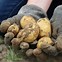 Image result for The Biggest Potato Bug