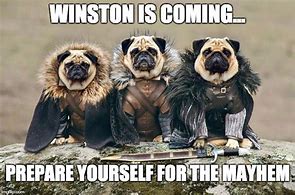 Image result for Winston Dog Meme