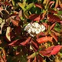 Hydrangea macrophylla Mme E. Mouillère に対する画像結果