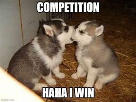 Image result for Competition Animals Memes